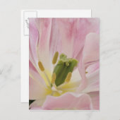 Tulip close-up, Keukenhof Gardens, Lisse; Briefkaart (Voorkant / Achterkant)