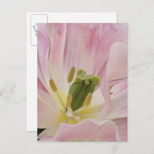 Tulip close-up, Keukenhof Gardens, Lisse; Briefkaart (Voorkant / Achterkant)