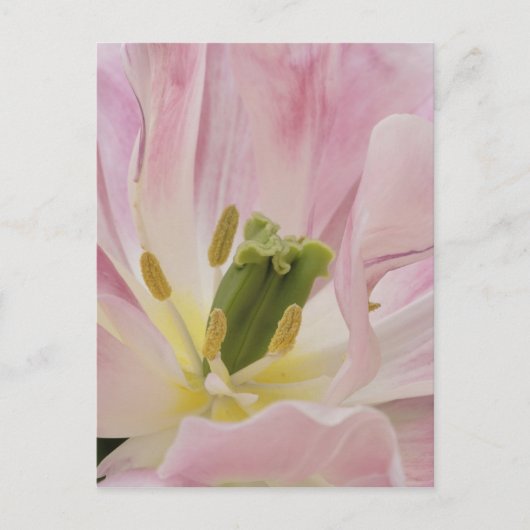 Tulip close-up, Keukenhof Gardens, Lisse; Briefkaart (Voorkant)