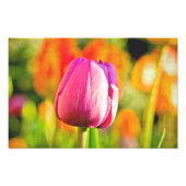 Tulip Collage Foto Afdruk (Voorkant)