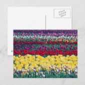 Tulip display garden in de provincie Skagit, Briefkaart (Voorkant / Achterkant)