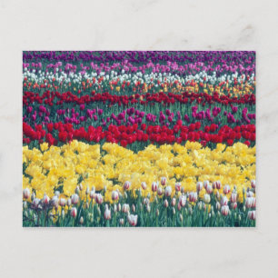 Tulip display garden in de provincie Skagit, Briefkaart