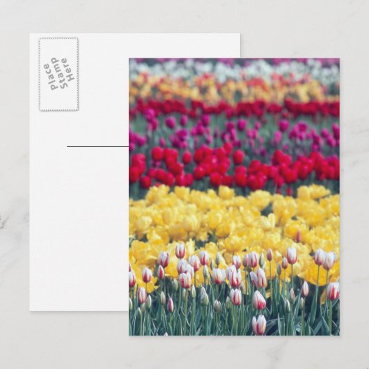 Tulip display garden in the Skrespvalley, Briefkaart (Voorkant / Achterkant)