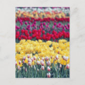 Tulip display garden in the Skrespvalley, Briefkaart (Voorkant)