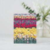 Tulip display garden in the Skrespvalley, Briefkaart (Staand voorkant)