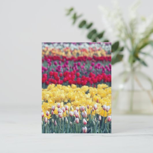 Tulip display garden in the Skrespvalley, Briefkaart (Staand voorkant)