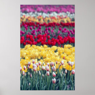 Tulip display garden in the Skrespvalley, Poster