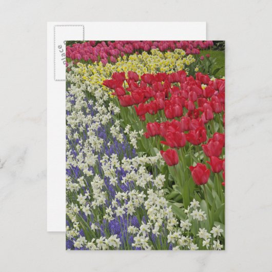 Tulip en daffodil garden, Keukenhof Gardens Briefkaart (Voorkant / Achterkant)