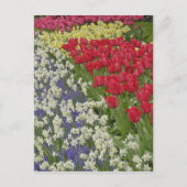 Tulip en daffodil garden, Keukenhof Gardens Briefkaart (Voorkant)