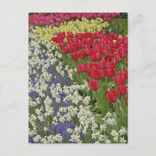 Tulip en daffodil garden, Keukenhof Gardens Briefkaart (Voorkant)