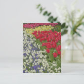 Tulip en daffodil garden, Keukenhof Gardens Briefkaart (Staand voorkant)