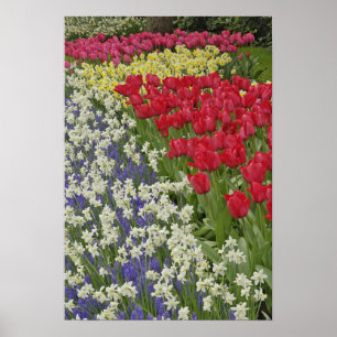 Tulip en daffodil tuinen, Keukenhof Gardens Poster