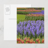 Tulip- en Hyacinth-tuin, Keukenhof-tuinen, Briefkaart (Voorkant / Achterkant)