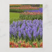 Tulip- en Hyacinth-tuin, Keukenhof-tuinen, Briefkaart (Voorkant)