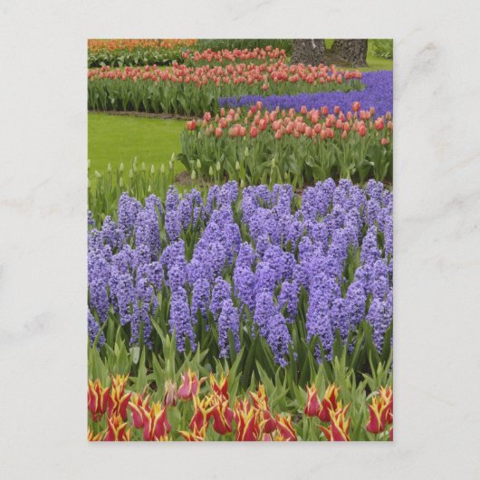 Tulip- en Hyacinth-tuin, Keukenhof-tuinen, Briefkaart (Voorkant)