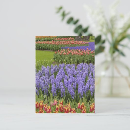 Tulip- en Hyacinth-tuin, Keukenhof-tuinen, Briefkaart (Staand voorkant)