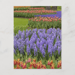 Tulip- en Hyacinth-tuin, Keukenhof-tuinen, Briefkaart