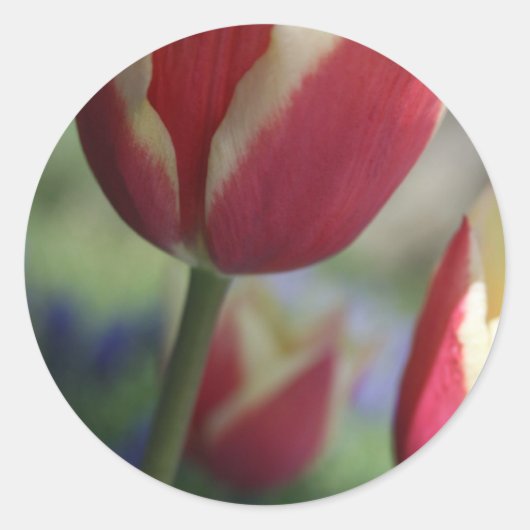 Tulip Envelop Seal Stickers (Voorkant)