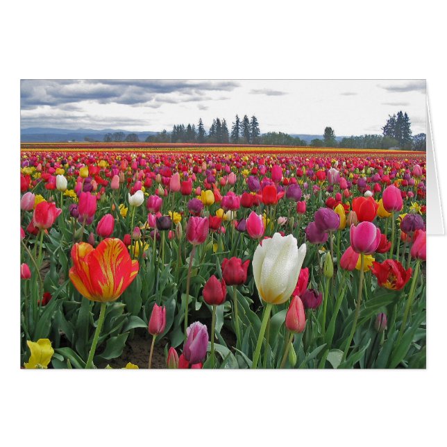 Tulip Festival (Voorkant Horizontaal)