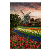 Tulip Festival Perfect Poster (Voorkant)