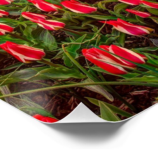 Tulip Festival Perfect Poster (Hoek)