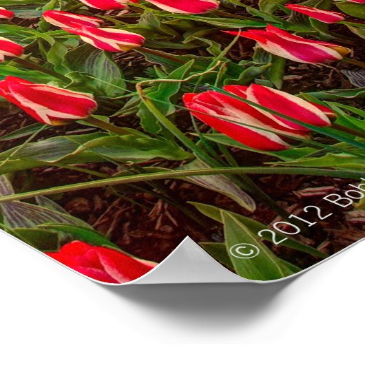 Tulip Festival Poster (Hoek)