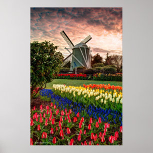 Tulip Festival Poster
