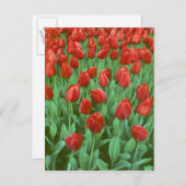 Tulip field blooms in the spring. briefkaart (Voorkant / Achterkant)