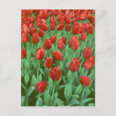 Tulip field blooms in the spring. briefkaart (Voorkant)