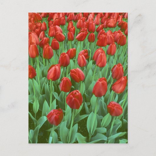 Tulip field blooms in the spring. briefkaart (Voorkant)