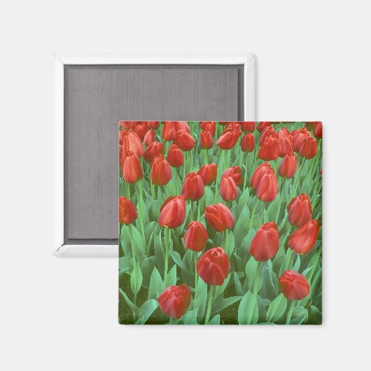 Tulip field blooms in the spring. magneet (Voorkant / Achterkant)