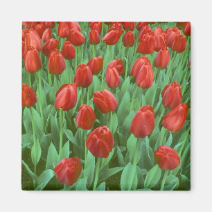 Tulip field blooms in the spring. magneet