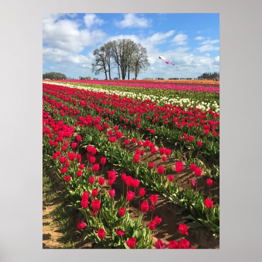 Tulip Field met Kite, Oregon Poster (Voorkant)