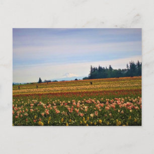 Tulip Field met Mt. Hood, Oregon Briefkaart
