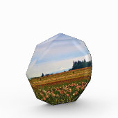 Tulip Field met Mt. Hood, Oregon Fotoblokken (Links)