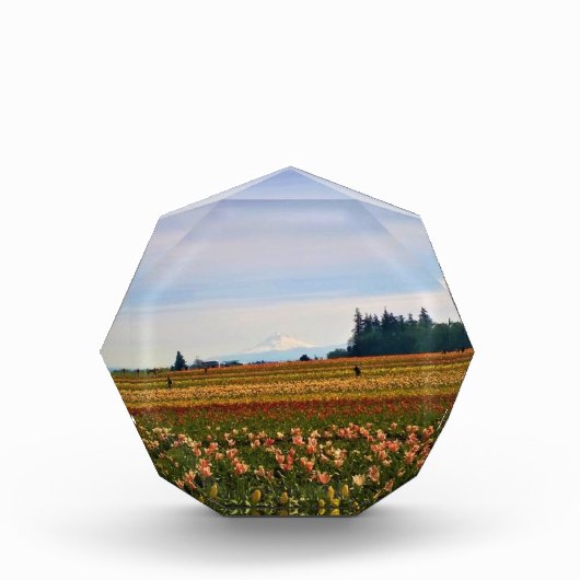 Tulip Field met Mt. Hood, Oregon Fotoblokken (Voorkant)