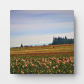 Tulip Field met Mt. Hood, Oregon Fotoplaat (Voorkant)