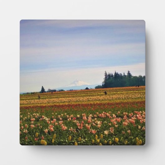 Tulip Field met Mt. Hood, Oregon Fotoplaat (Voorkant)