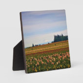 Tulip Field met Mt. Hood, Oregon Fotoplaat (Voorkant)