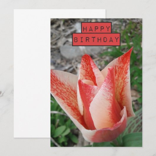  Tulip Floral Birthday Kaart (Voorkant / Achterkant)