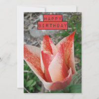  Tulip Floral Birthday Kaart
