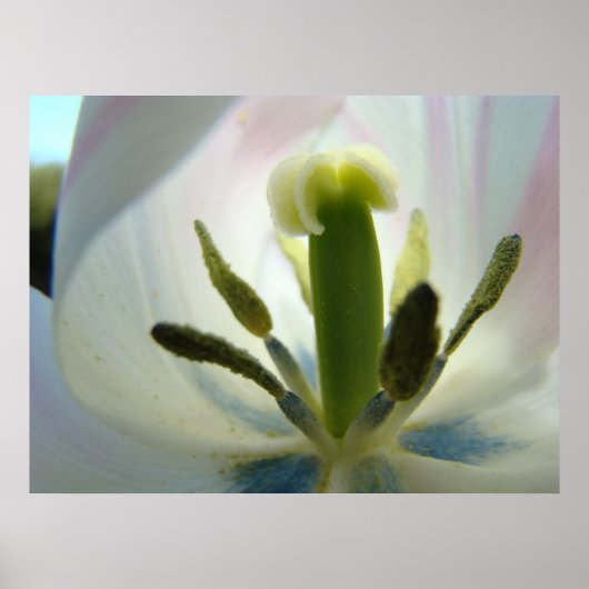 TULIP FLOWER INSIDE Art Print Spring Tulips Canvas (Voorkant)