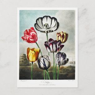 Tulip Flowers Artwork Feestdagenkaart