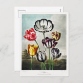 Tulip Flowers Artwork Feestdagenkaart (Voorkant / Achterkant)