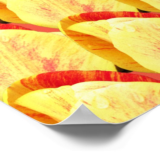 Tulip Flowers Patroon Poster (Hoek)