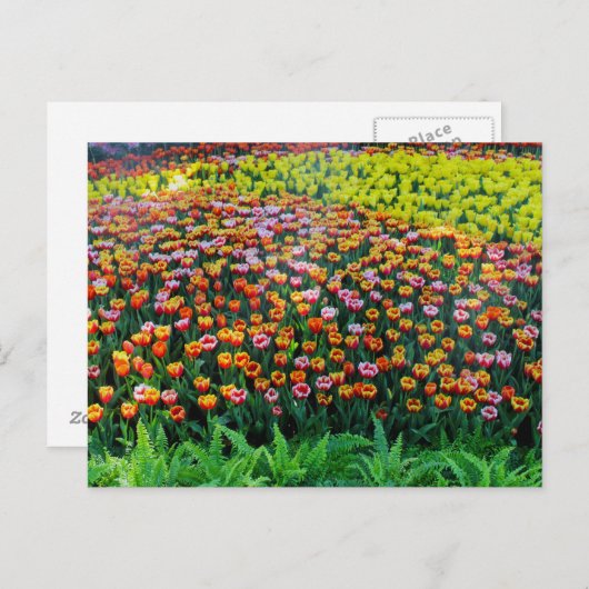 Tulip Garden Briefkaart (Voorkant / Achterkant)