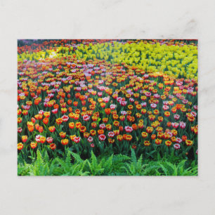 Tulip Garden Briefkaart