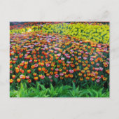 Tulip Garden Briefkaart (Voorkant)