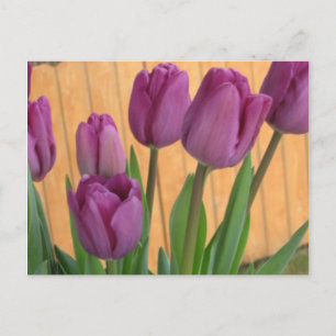Tulip Garden Briefkaart