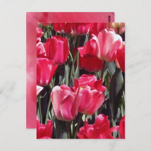 Tulip Garden Briefkaart (Voorkant / Achterkant)
